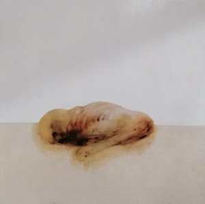 Carne n.1